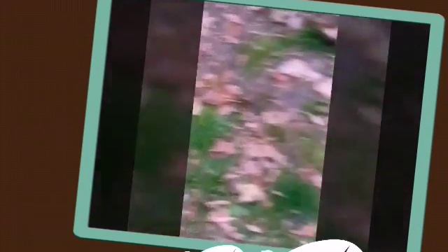Наши собаки с Лерой смотреть онлайн