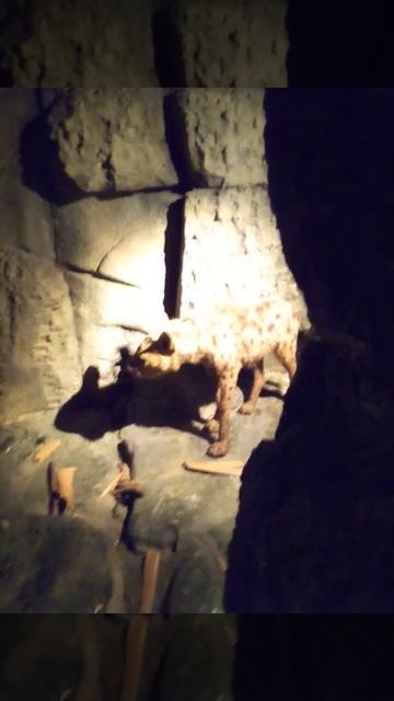 The Hyenas at Cardiff national museum. If you listen carefully you can hear the cry смотреть онлайн