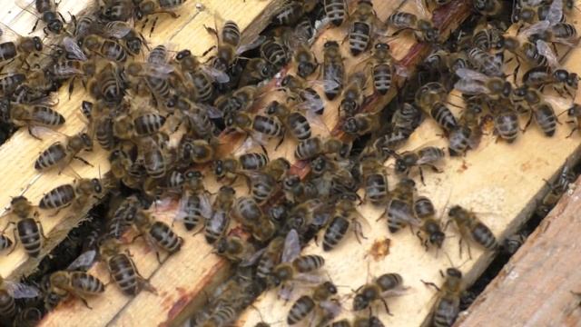 I check for a bee tick family infection. Looking for varroa destructor, where are they? смотреть онлайн
