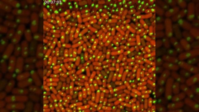 Capturing the Carboxysome in Motion смотреть онлайн