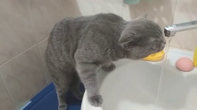 Кот Миша пьет воду из под крана смотреть онлайн