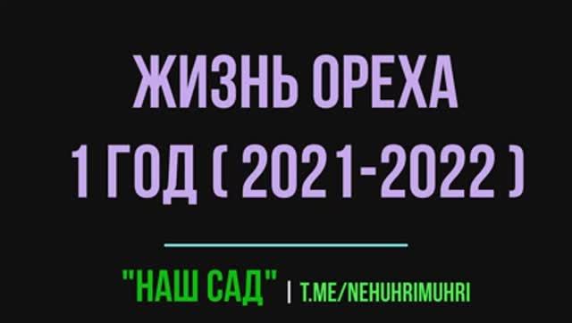 Жизнь ОРЕХА (Лещина) 1 год ( 2021-2022 ) смотреть онлайн