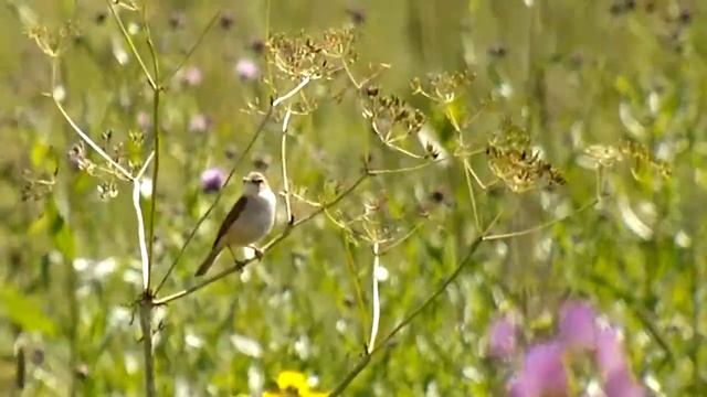 Pikkukultarinta 24.7.2012 смотреть онлайн