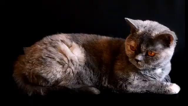 Прикольные кошки. смотреть онлайн
