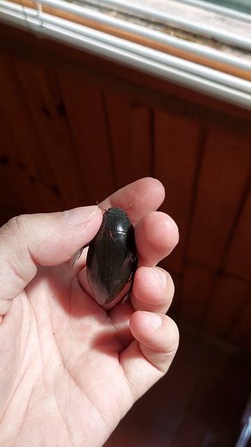 Водолюб великий темний Hydrophilus piceus смотреть онлайн