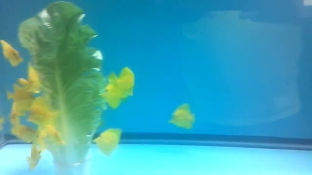 Yellow Tangs Feeding смотреть онлайн