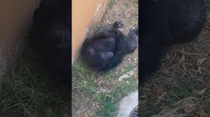 Обезьяна палец в рот, monkey finger in mouth