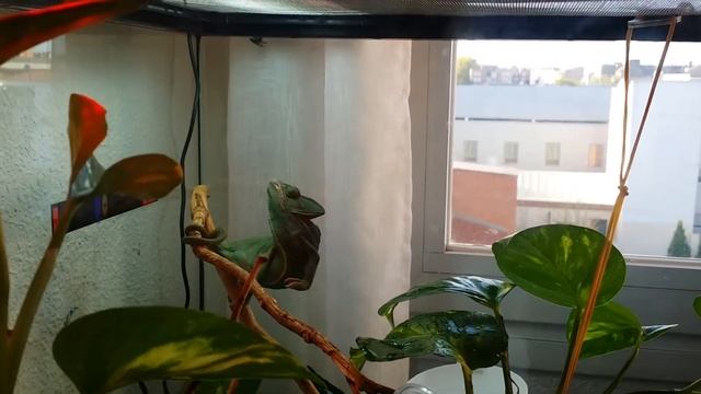 Godzilla cazando moscas смотреть онлайн