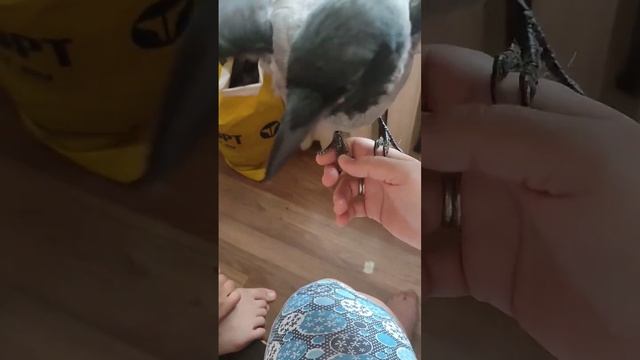 Доброе утро от Карлуши. #карликеша #карлуша #птенецсеройвороны смотреть онлайн