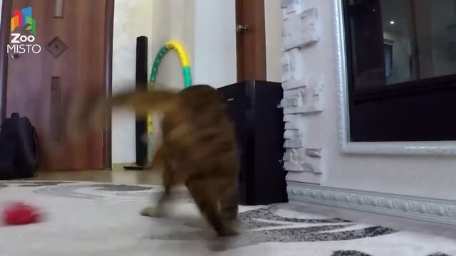 домик для кота по акции с Алиэкспресс смотреть онлайн