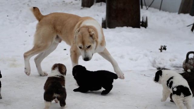 Щенки смотреть онлайн