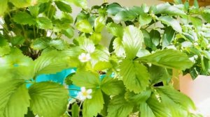 Огород на балконе: что выросло к концу августа 2021