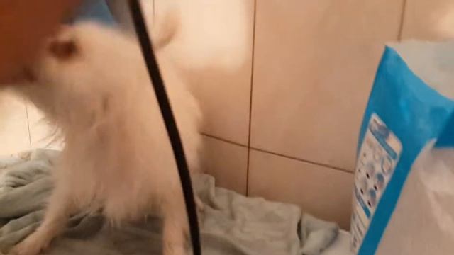 Шпиц злится на фен смотреть онлайн