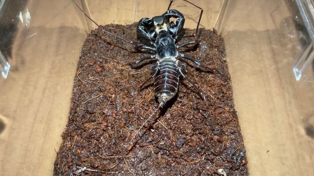 Giant vinegaroon (Mastigoproctus giganteus) part2 смотреть онлайн