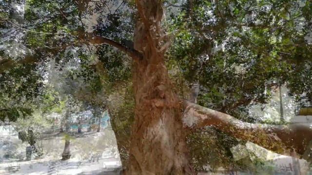 Белочки на территории отеля "Паттайя Парк" смотреть онлайн