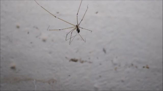 Daddy long legs spider, July 21, 2020, Rayappa Kasi смотреть онлайн
