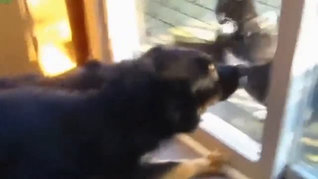 Фристайл коты Fristaylo cats смотреть онлайн