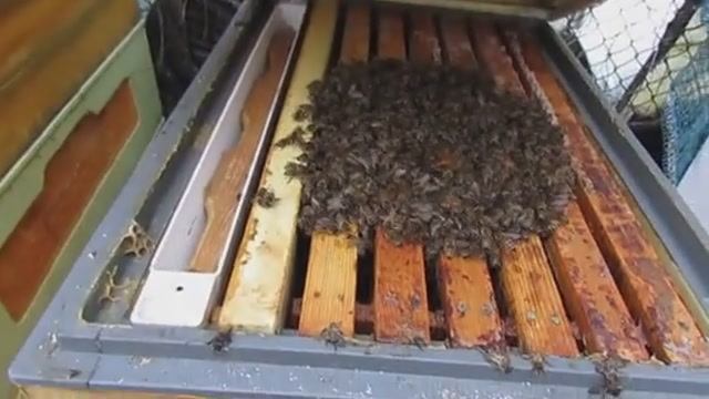 как сформировать отводок пчел для облета неплодной матки - часть 2 , отводок в феврале 5.02.2025 смотреть онлайн