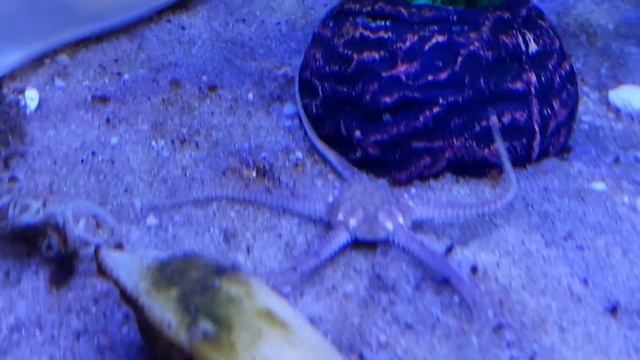 2022 Bezoek aquarium in Fort Kijkduin te Den Helder смотреть онлайн