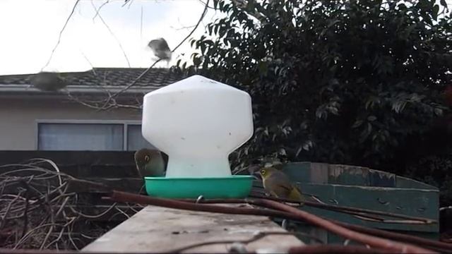 Silvereyes feeding in urban NZ - Zosterops lateralis смотреть онлайн