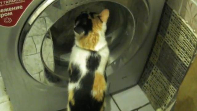 Котик играет со стиралкой смотреть онлайн