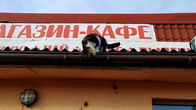 Полтора дня в Калининградской области (2021) смотреть онлайн