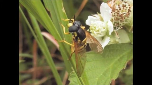Hoverfly Chrysotoxum cautum ovipositing смотреть онлайн