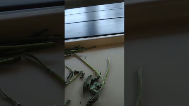 Мой способ сушки мяты