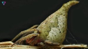 ▽ Животные, о которых еще никто не знал несколько лет назад