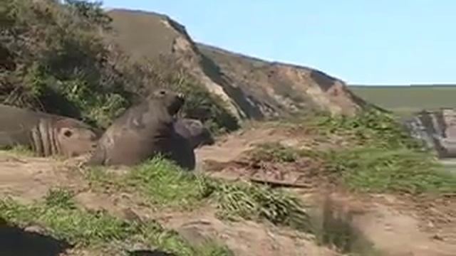 Elephant Seals: Our Window To The Ocean смотреть онлайн