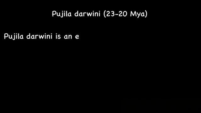 Evolution of Red panda смотреть онлайн