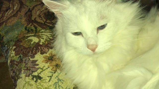 Посмотрите на прекрасного кота Беллу, смотреть онлайн