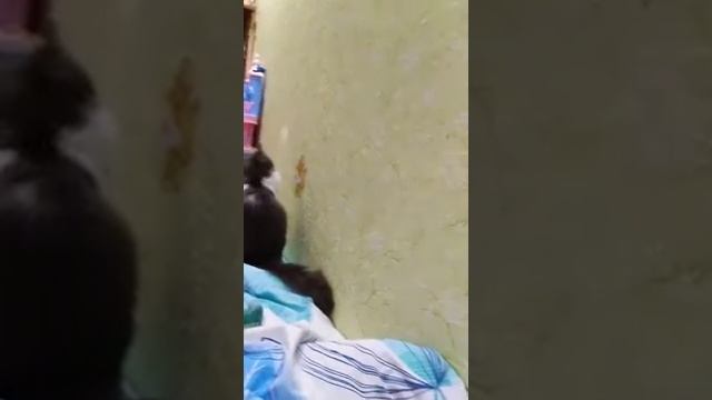 Барсик и солнечный заяц 🐱🐰🐈🐇🐾 смотреть онлайн