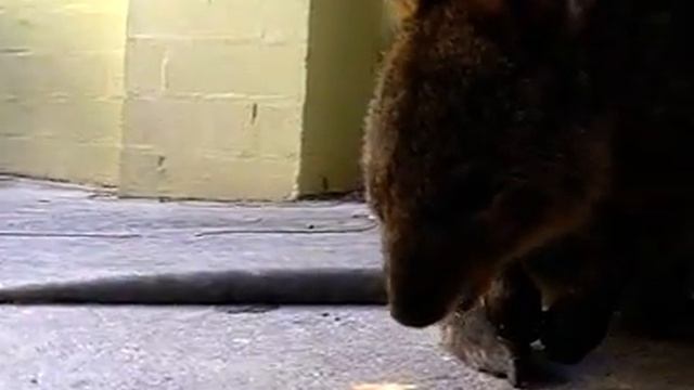 Quokka eating a cracker - Rottnest Island смотреть онлайн