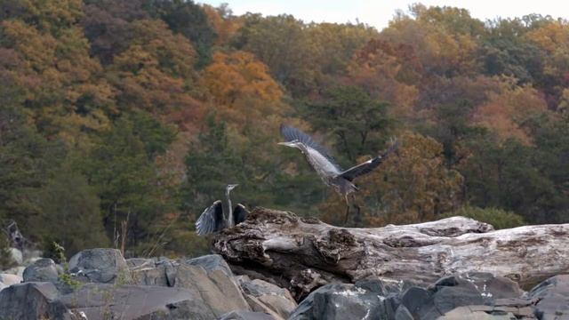 Heron Taking Flight смотреть онлайн