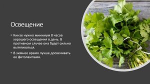 Как вырастить кинзу на подоконнике