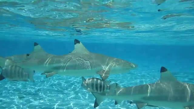Shark Feeding in Bora Bora with Stingrays смотреть онлайн