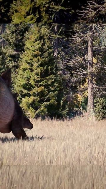 🦖T-Rex BUCK vs Stegosaurus in JWE2 #jurssicworld #jurassicpark #tyrannosaurus #jwe2 смотреть онлайн