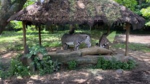 Сафари на Бали 🦒 Кормим жирафов