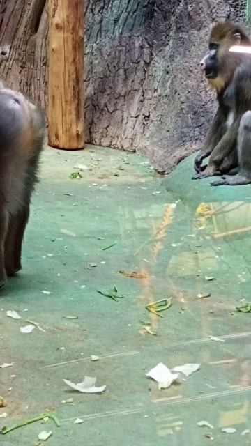 Мандрилы смотреть онлайн