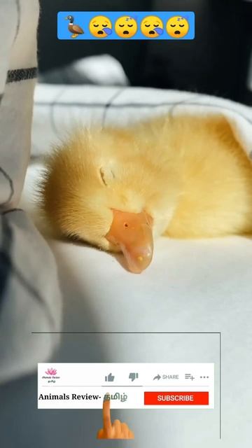 Duck sleeping with dream 😴😪🦆😪😂#shorts смотреть онлайн