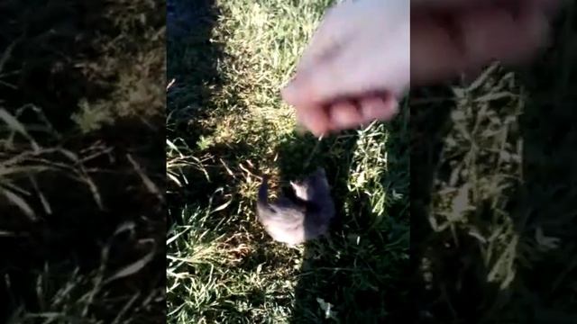 Котёнок играет с водой смотреть онлайн