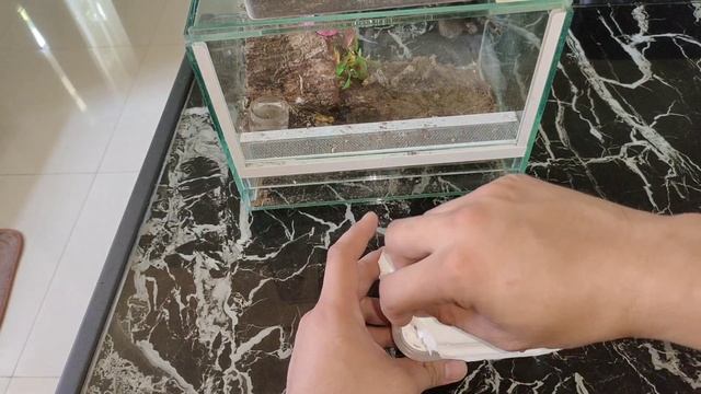 Mexico finest tarantula(Brachypelma Klaasi+Brachypelma Auratum) смотреть онлайн