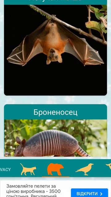 олень бурундук летучая мышь варан хорёк смотреть онлайн
