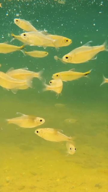 Aquriam Fish in the world_2023_03।।কুড়িগ্রাম মৎস্য খামার।। 2023 смотреть онлайн
