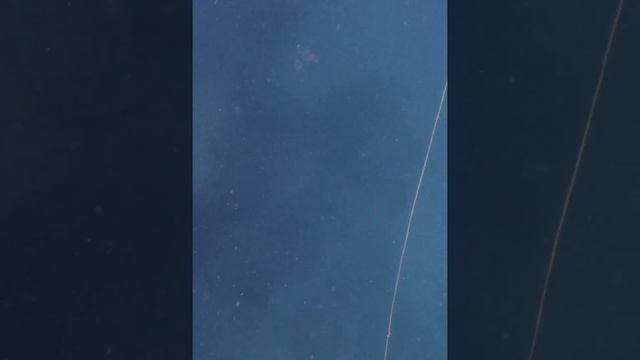 spearfishing!! yellow spotted trevally #shorts #spearfishing #short смотреть онлайн