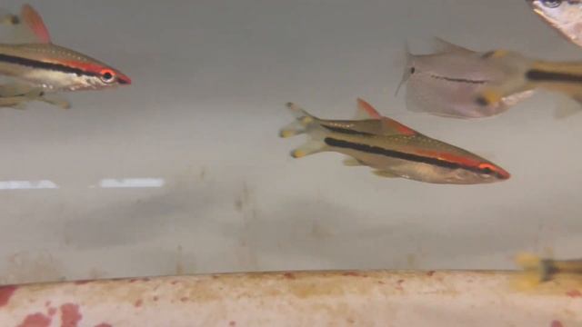 Sahyadria denisonii смотреть онлайн