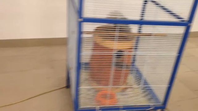 Мартышка смотреть онлайн