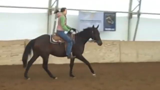 Mature, talented AQHA 2 yr old Hunter Under Saddle prospect смотреть онлайн