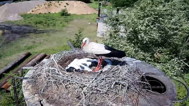 A pair of storks is trying to take the nest~2023-07-03~Stork's nest in Russia смотреть онлайн